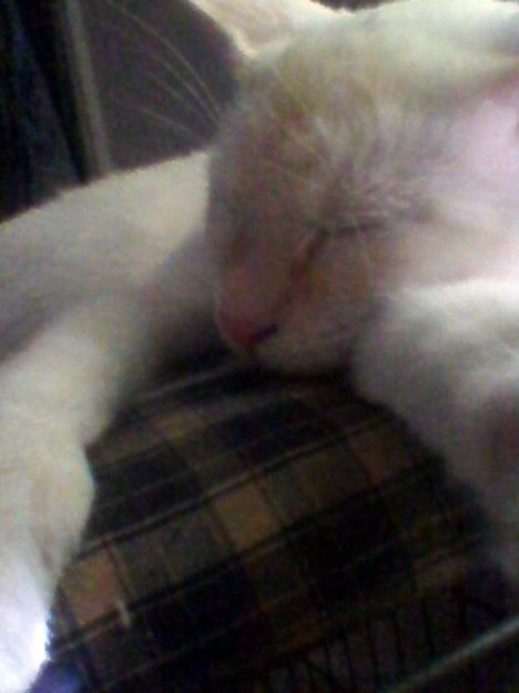 Picture of a cat / kitten / feline