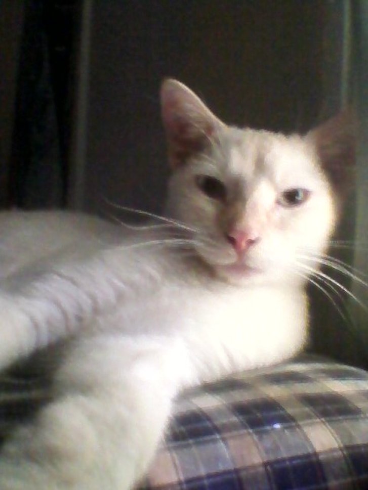 Picture of a cat / kitten / feline