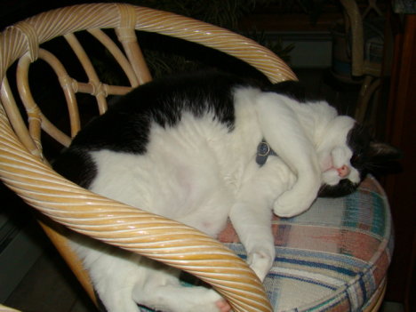 Picture of a cat / kitten / feline