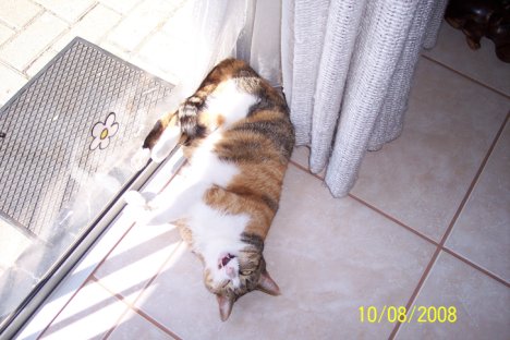 Picture of a cat / kitten / feline