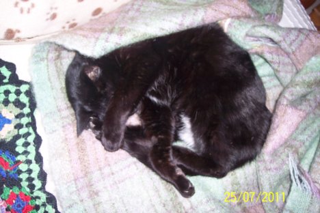 Picture of a cat / kitten / feline