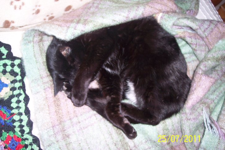 Picture of a cat / kitten / feline