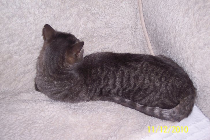 Picture of a cat / kitten / feline