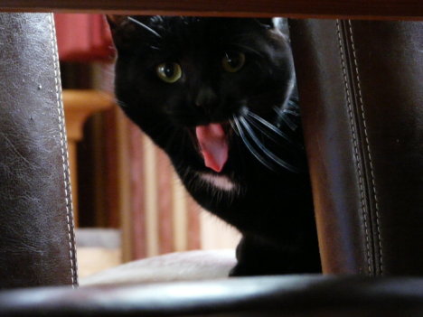 Picture of a cat / kitten / feline