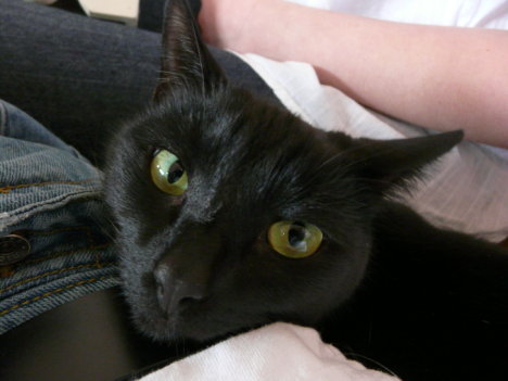 Picture of a cat / kitten / feline