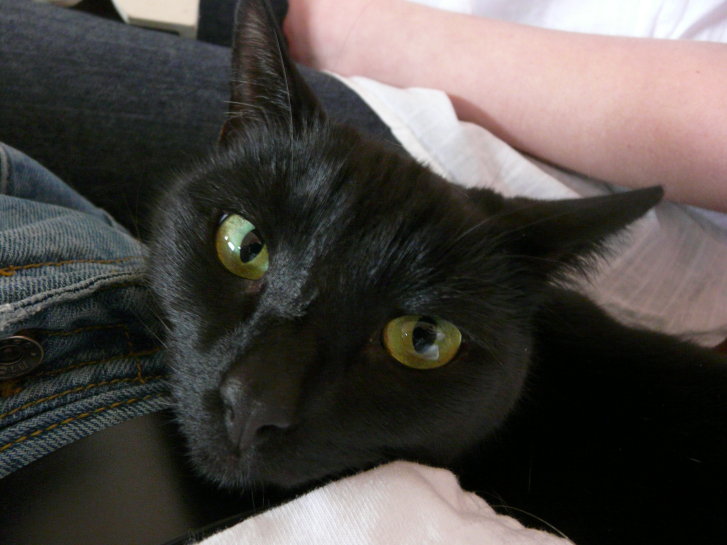 Picture of a cat / kitten / feline