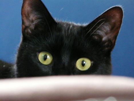 Picture of a cat / kitten / feline