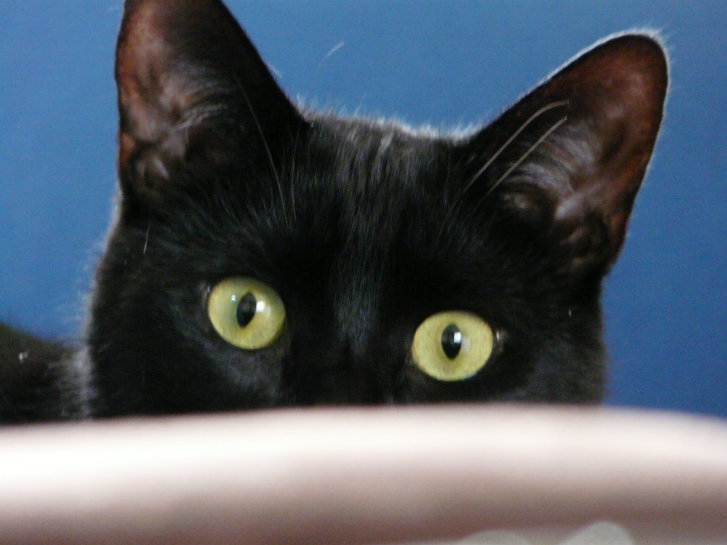 Picture of a cat / kitten / feline