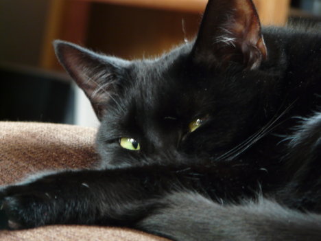 Picture of a cat / kitten / feline