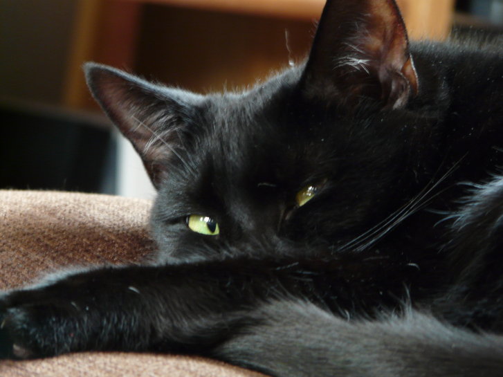 Picture of a cat / kitten / feline