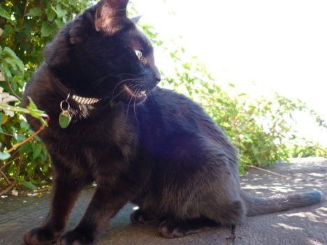 Picture of a cat / kitten / feline