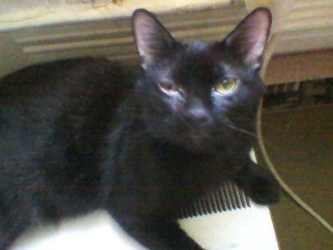 Picture of a cat / kitten / feline