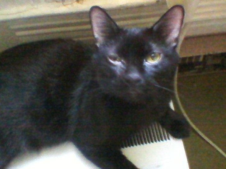 Picture of a cat / kitten / feline