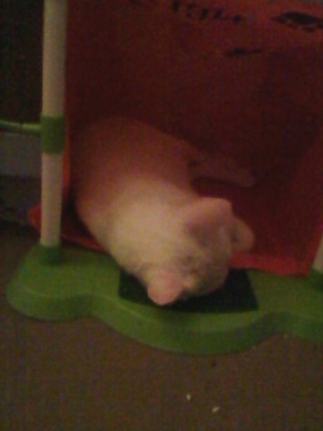 Picture of a cat / kitten / feline