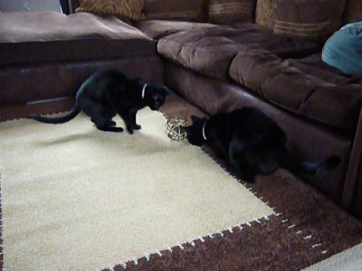 Picture of a cat / kitten / feline