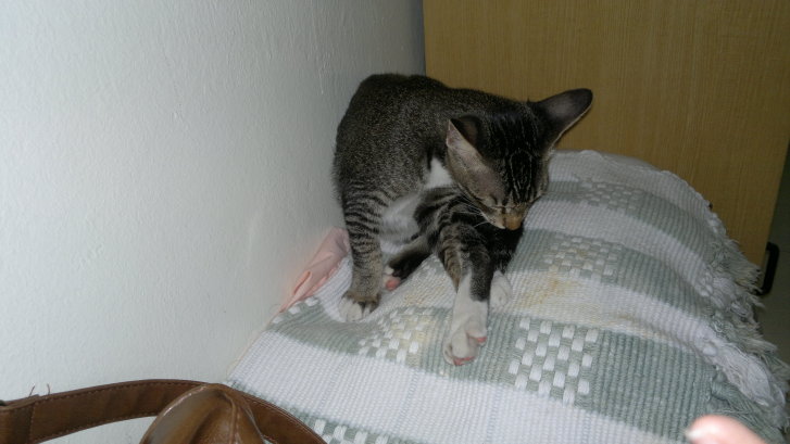 Picture of a cat / kitten / feline