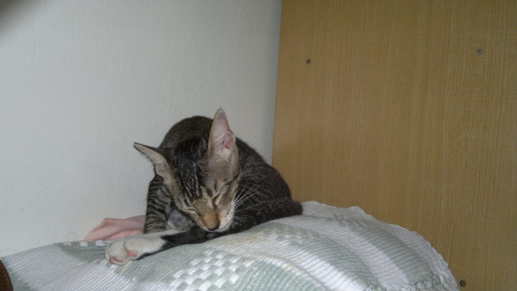 Picture of a cat / kitten / feline