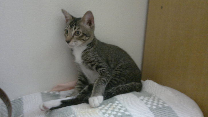 Picture of a cat / kitten / feline