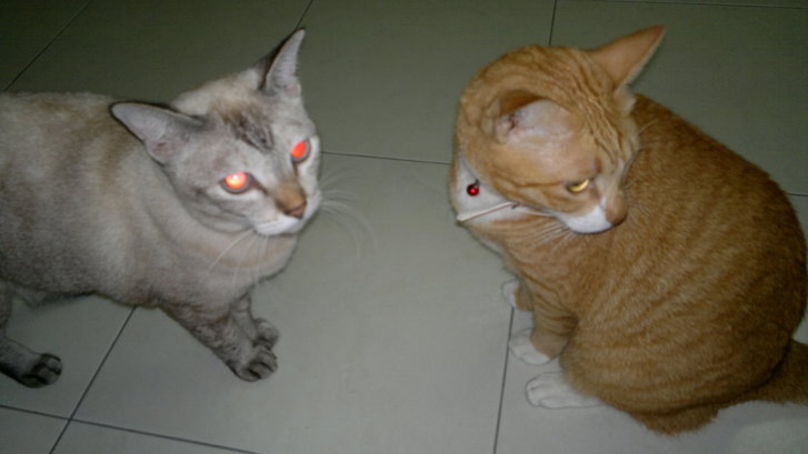 Picture of a cat / kitten / feline