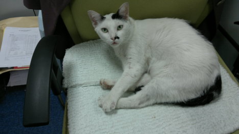 Picture of a cat / kitten / feline