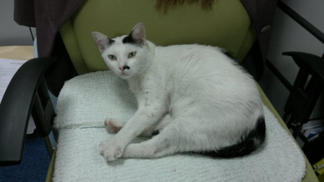 Picture of a cat / kitten / feline