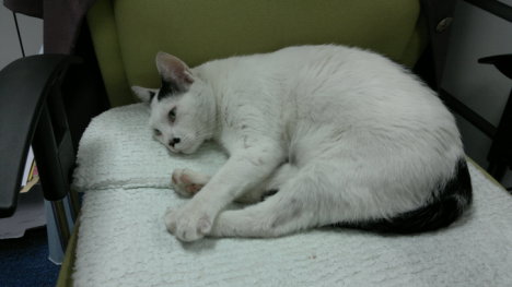 Picture of a cat / kitten / feline