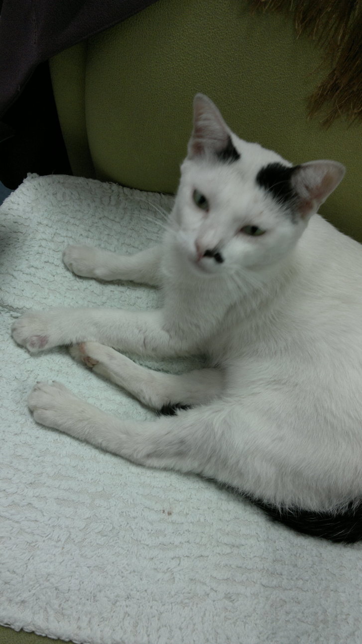 Picture of a cat / kitten / feline