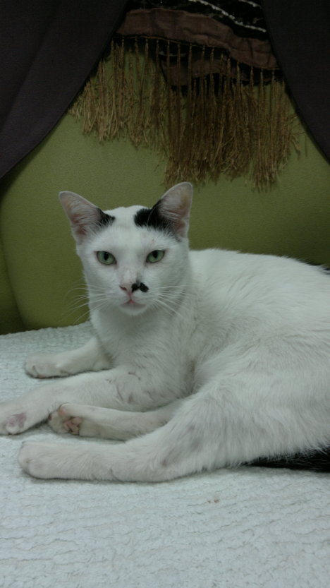 Picture of a cat / kitten / feline