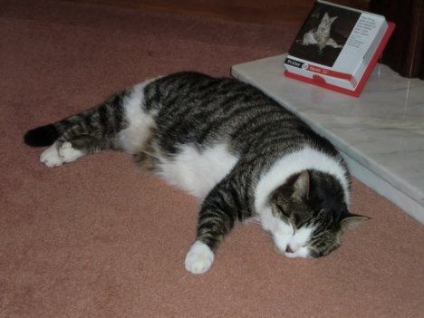 Picture of a cat / kitten / feline