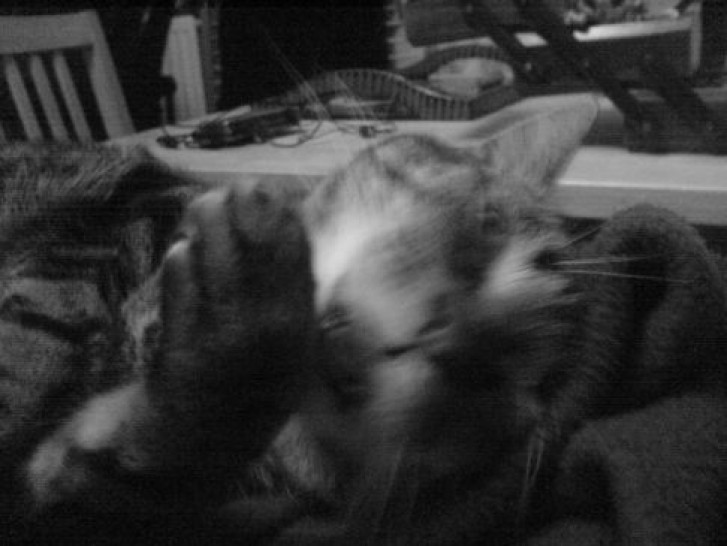 Picture of a cat / kitten / feline