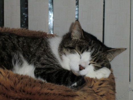 Picture of a cat / kitten / feline