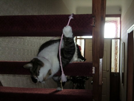 Picture of a cat / kitten / feline