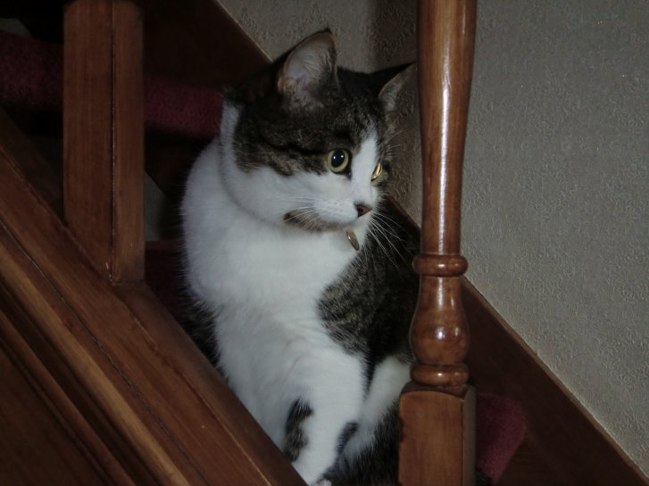 Picture of a cat / kitten / feline