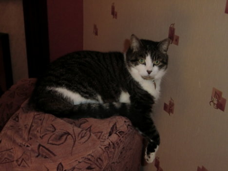 Picture of a cat / kitten / feline