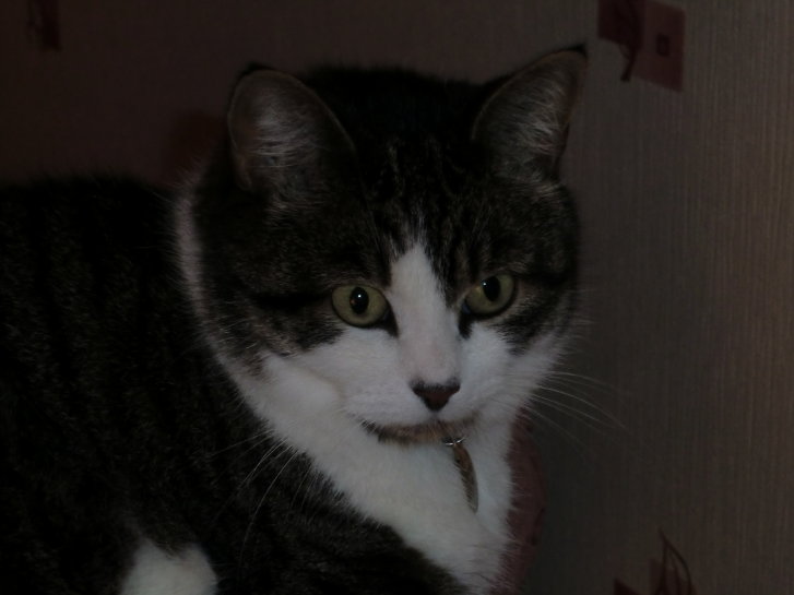 Picture of a cat / kitten / feline