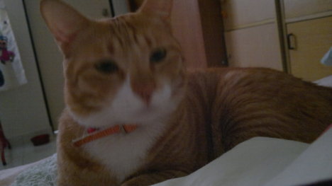 Picture of a cat / kitten / feline