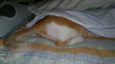 Picture of a cat / kitten / feline