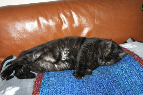 Picture of a cat / kitten / feline