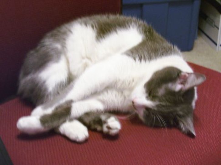 Picture of a cat / kitten / feline