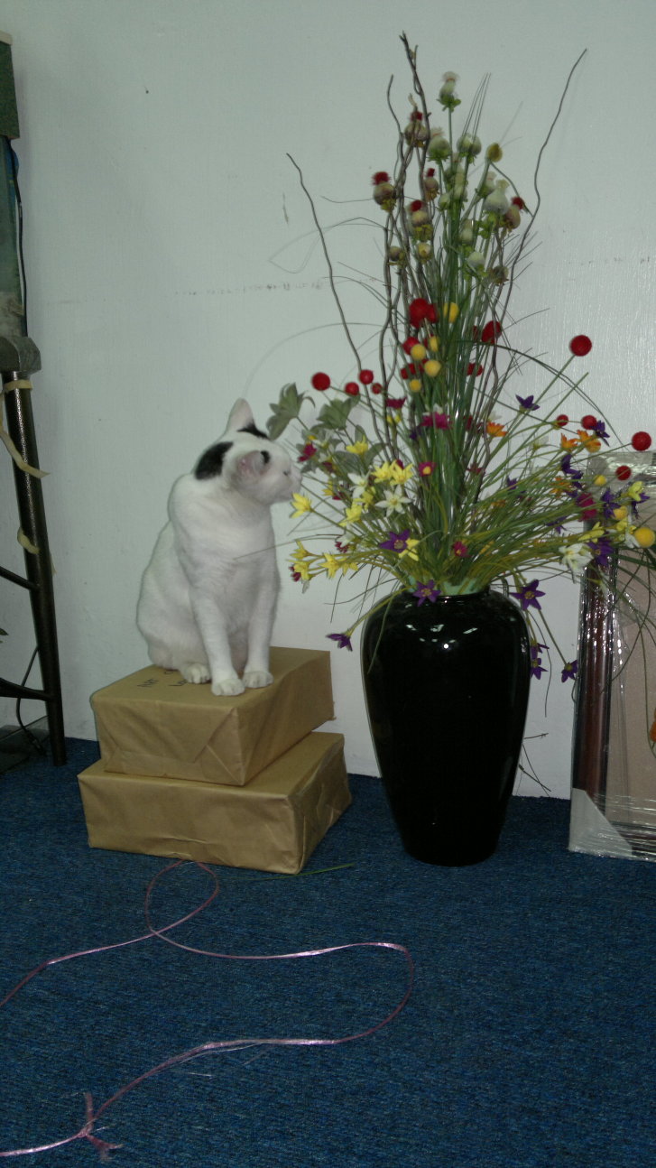 Picture of a cat / kitten / feline