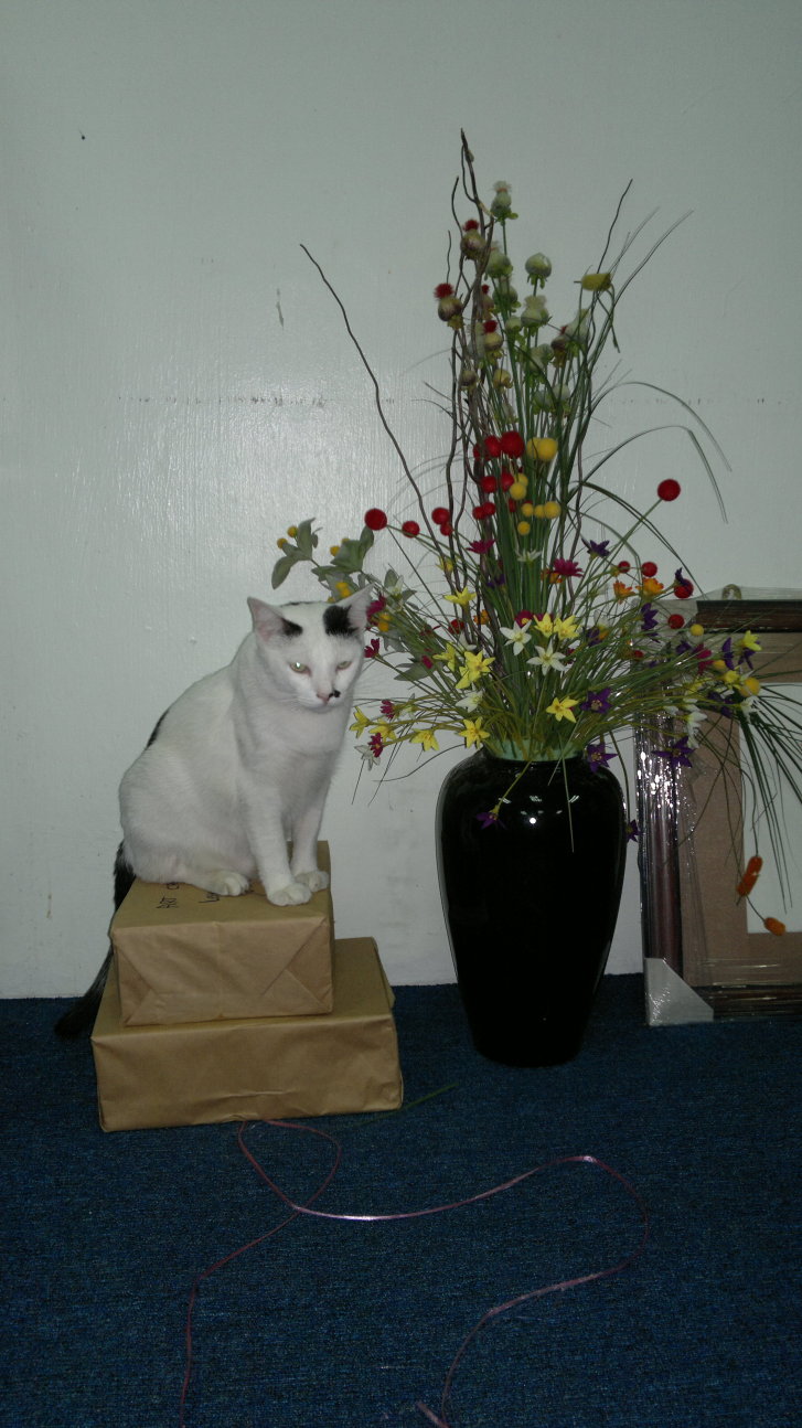 Picture of a cat / kitten / feline