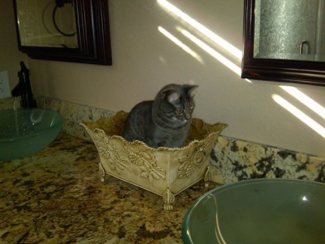 Picture of a cat / kitten / feline