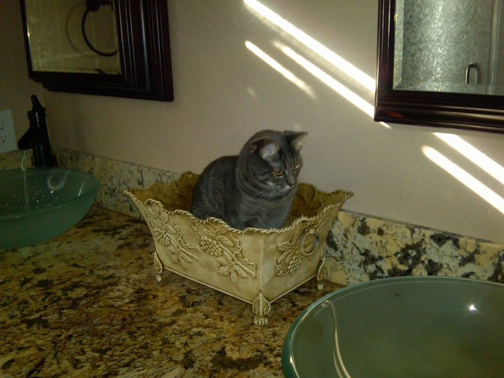 Picture of a cat / kitten / feline