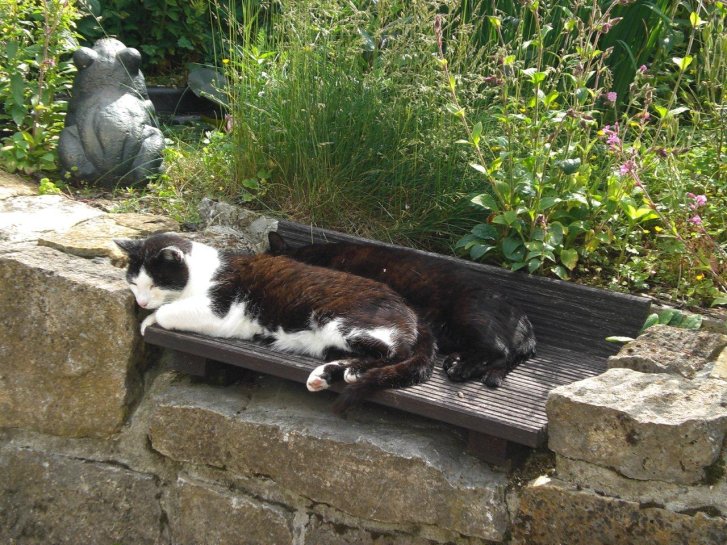 Picture of a cat / kitten / feline