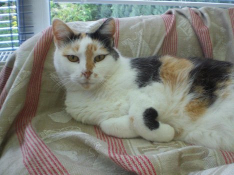 Picture of a cat / kitten / feline