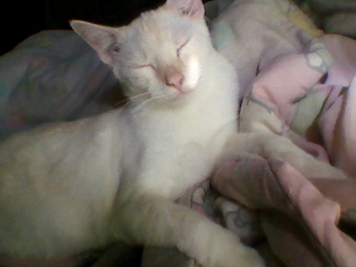 Picture of a cat / kitten / feline