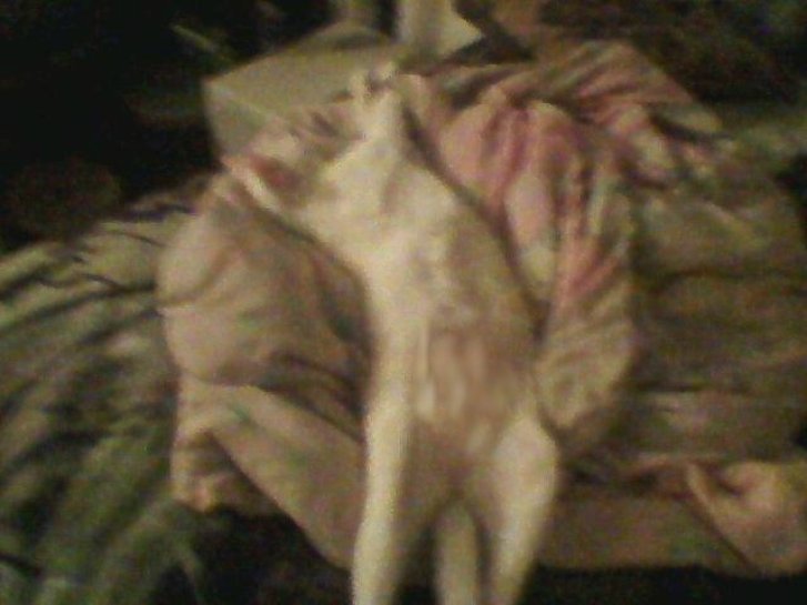 Picture of a cat / kitten / feline