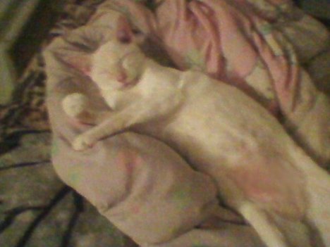 Picture of a cat / kitten / feline