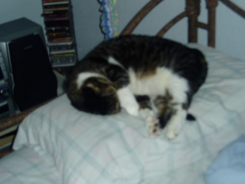 Picture of a cat / kitten / feline