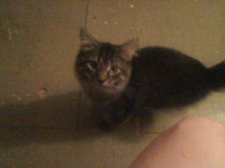 Picture of a cat / kitten / feline